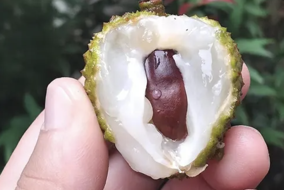 เกาลัดม้า